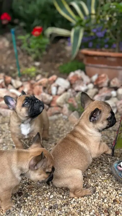 Bouledogue Français  Billy Boy Du Roi De La Redingote aed2a photo 2