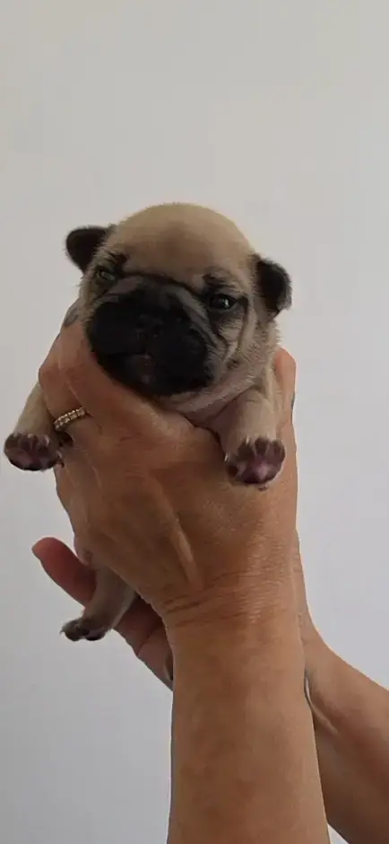 Bouledogue Français  Chiot N°7 De La Riviere De Sunny 572c7
