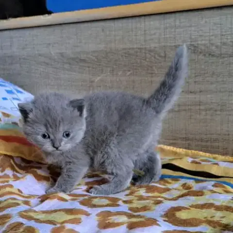 Adorables Chatons Scottish Straight