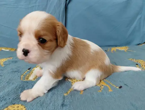 Cavalier King Charles Spaniel  Fb De La Horde Royale f5a8f