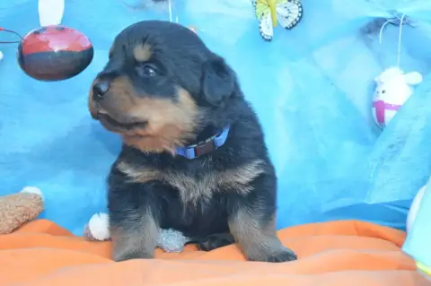 Rottweiler  Collier Bleu Foncé Des Gardiens De Feu photo 3
