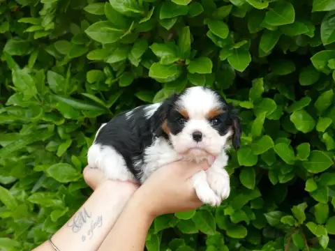Cavalier King Charles Spaniel  Grande Du Temps Des Am 6dccc