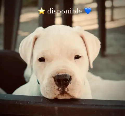 Dogo Argentino  B... Del Sueño Latino Del Sueno Latin 55dc9 photo 2