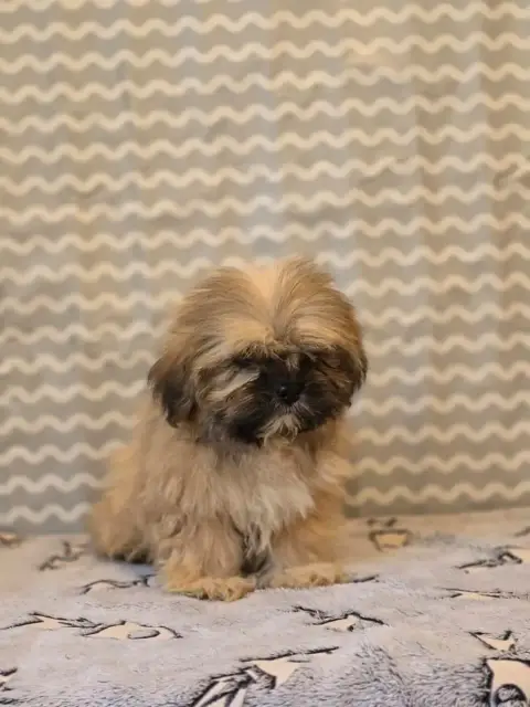 Lhassa Apso  Mr Rose Du Royaume D'Ebène photo 2