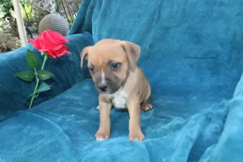 Staffordshire Bull Terrier  Chiot N°4 Des Terres De L 0a42d photo 3