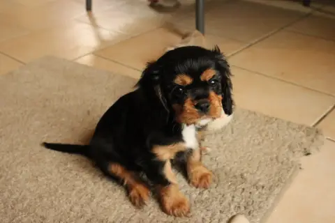 Cavalier King Charles Spaniel  Brownie