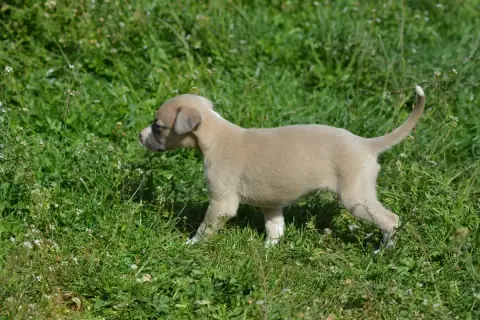 Whippet  Chiot 3 Du Haras Eclair Horside'Whip photo 2