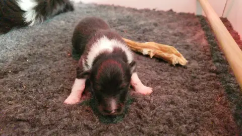 Shetland Sheepdog  M1 Of Chiprey'S Hamlet