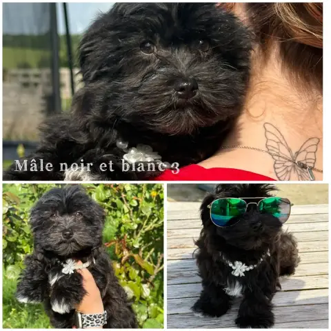 Bichon Havanais