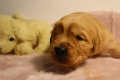 Golden Retriever  Chiot N°2