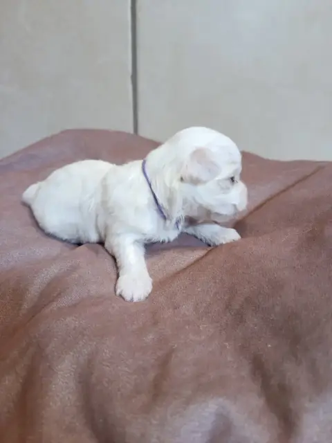 Coton De Tulear  Violet Du Haut De Champfleury photo 3