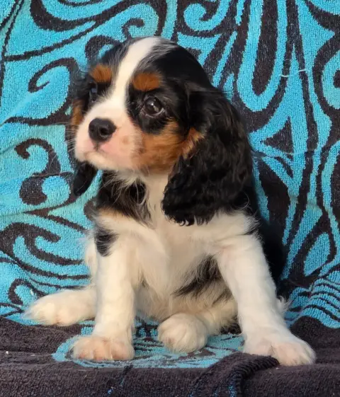 Cavalier King Charles Spaniel  Betty De La Colline Au c70d4 photo 3