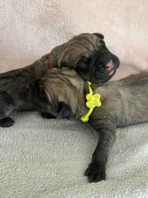 Cane Corso  Jaune Du Domaine De La Voie Romaine