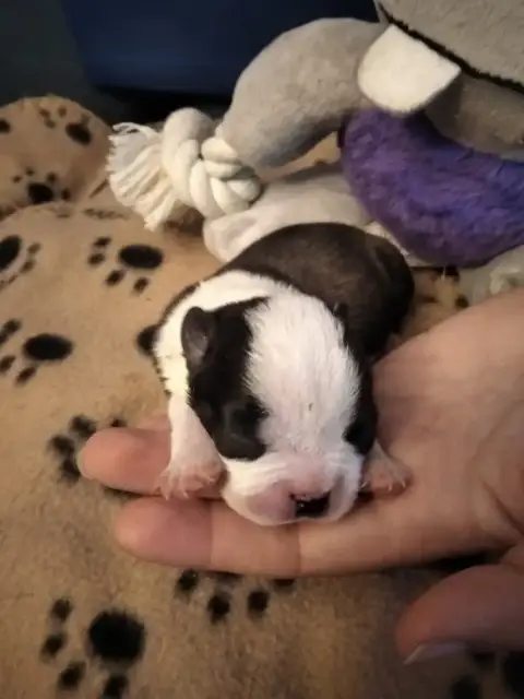 Boston Terrier  Chiot 5