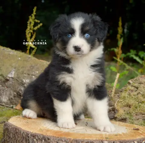 Berger Australien  Chiot N°4 Des Monts De La Gaya Sci d143b photo 2