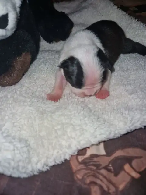 Boston Terrier  Barry La Patouille Des Forges