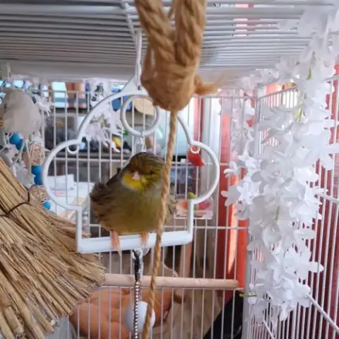 2 Magnifiques Canaris+ Volière