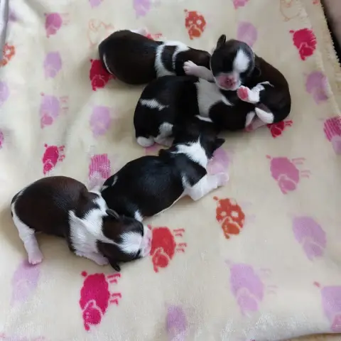 Shih Tzu  Chiot 3 Des Trésors De Kailash