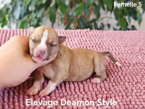 American Staffordshire Terrier