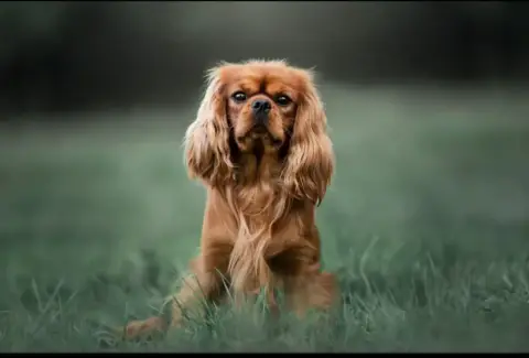 Cavalier King Charles Spaniel photo 3
