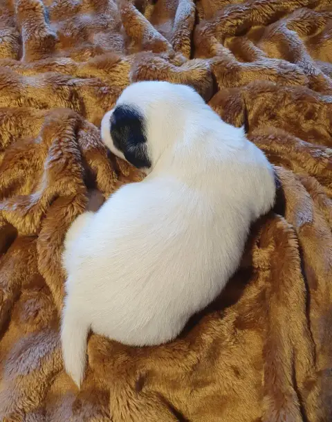 Jack Russell Terrier photo 2