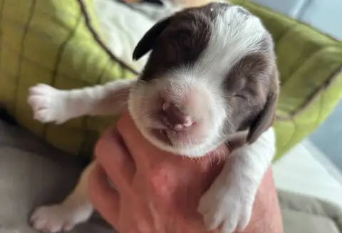 English Springer Spaniel  B.................. Des Eta c6d09