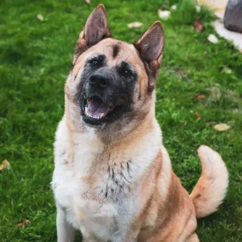 Akita Americain  Bosko Des Marais De Courmont