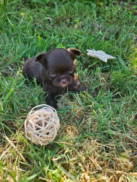 Chihuahua  Chiot N°2 Du Hameau De Selcra photo 3