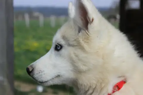 Siberian Husky  Amara Du Mont Beloukha