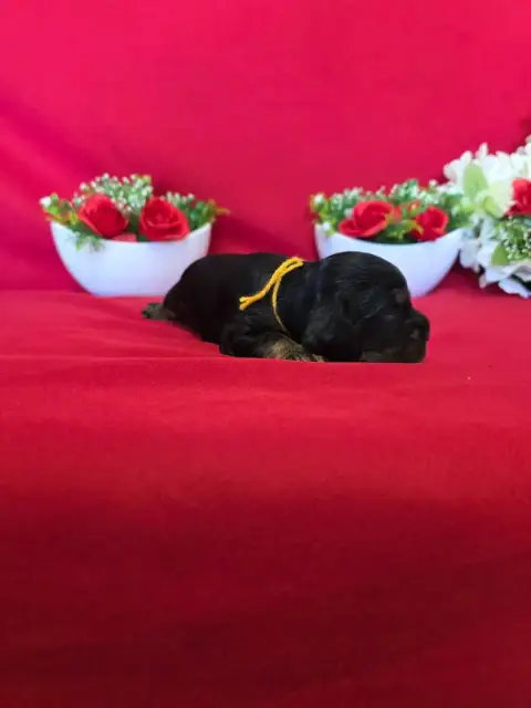 Cocker Spaniel Anglais  B........... Du Domaine De St 249f2