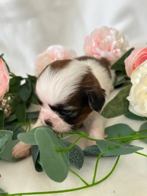 Shih Tzu  Berne Del Sole Splendente photo 3