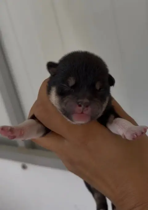 Shiba  Chiot 5 Du Bois De Compiègne