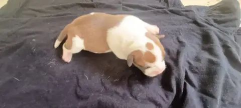 Staffordshire Bull Terrier  Chiot N°1 Du Domaine De P 0103d