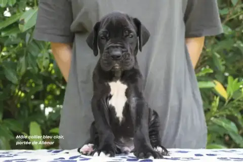 Dogue Allemand photo 3