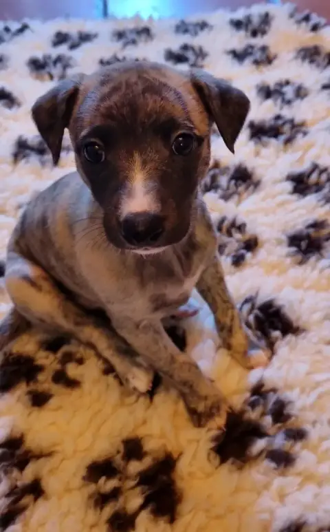 Whippet  Bora Saint Jean Des Trois Vallees