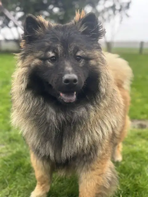 Eurasier  Alto Des Marais De Courmont