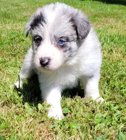 Border Collie photo 2