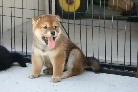 Shiba  Bella Du Domaine D'Amserpa
