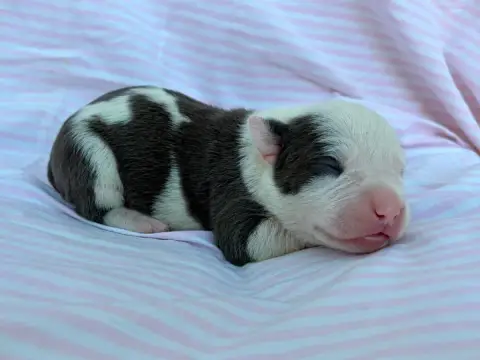 American Staffordshire Terrier  Chiot N°6 De La Taver 53dc8