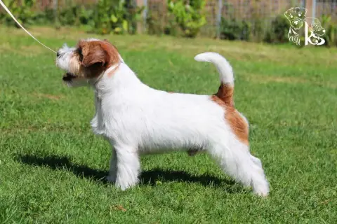 Jack Russell Terrier  Noire Et Blanche Du Bois De Lhu 76601 photo 3