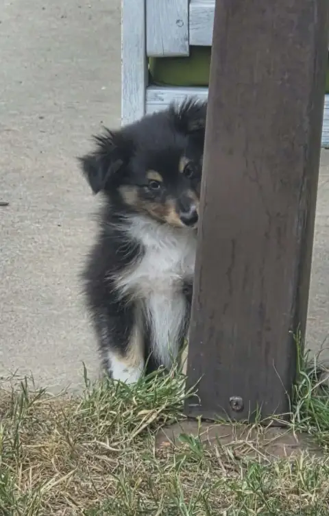 Shetland Sheepdog  Bowie De La Vallée Du Vrin photo 3