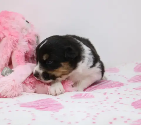 Berger Australien  Chiot N°10 De Windy'Stia photo 3