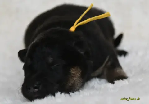 Eurasier  Chiot 1 Des Legendes De Retz photo 3