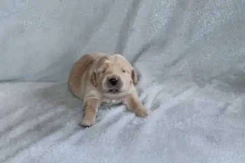Golden Retriever 
                        Mâle Vert D a073f