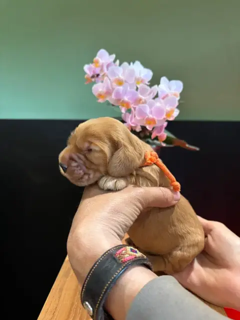 Cocker Spaniel Anglais  Collier Orange De La Constell 6c349