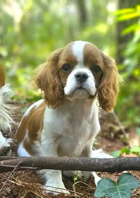 Cavalier King Charles Spaniel  Bridgerton Colin Of Li 9d524 photo 2