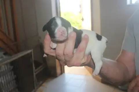 Epagneul Breton  Chiot 6 Des T'Chiots Picards