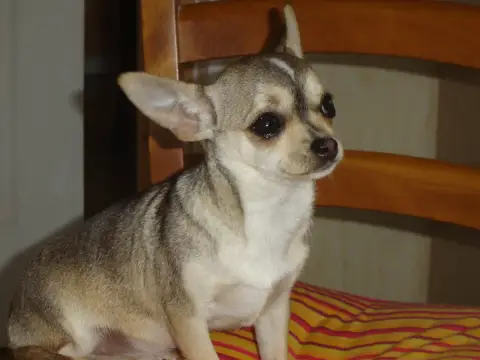 Chihuahua  Betty Du Royaume De Casabelle photo 3