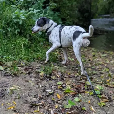 Vador L'Adorable Petit Tripatte