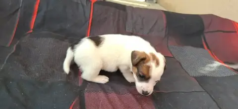 Jack Russell Terrier  Chiot 7 De L'Etang De Rochefort 39914